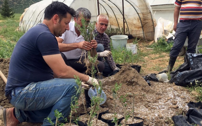 Zeytin Dalı Harekatı anısına ZEYTİN FİDANI yetiştirildi