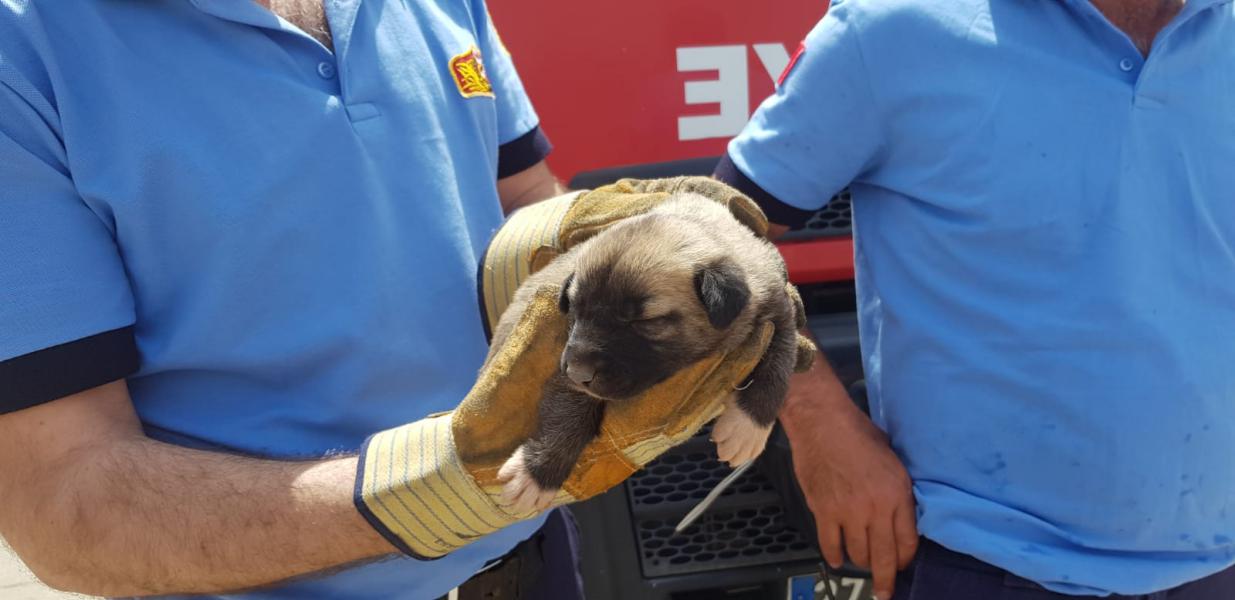 Yavru köpek için CAHİDE ve itfaiye el ele