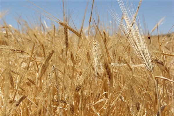 Hasat sezonunun ilk buğdayı GTB’de işlem gördü