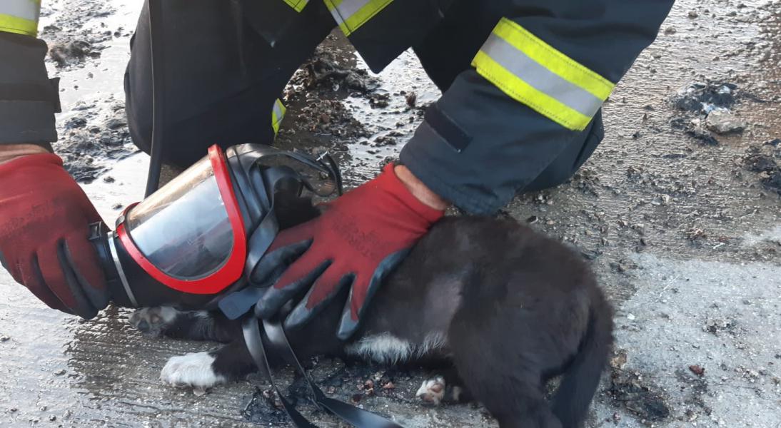 GAOSB İtfaiye Ekibi Minik Köpeği Yanmaktan Kurtardı