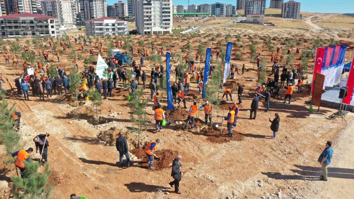 Büyükşehir, Kent Merkezini Ağaçlarla Donatıyor