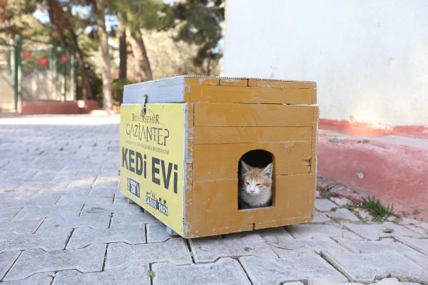 Büyükşehir, Yılbaşı Kısıtlamasında Sokak Hayvanlarını Aç Bırakmayacak