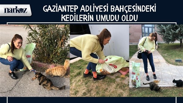 Gaziantep Adliyesi Bahçesindeki Kedilerin Umudu Oldu