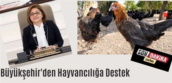 Büyükşehir'den Hayvancılığa Destek