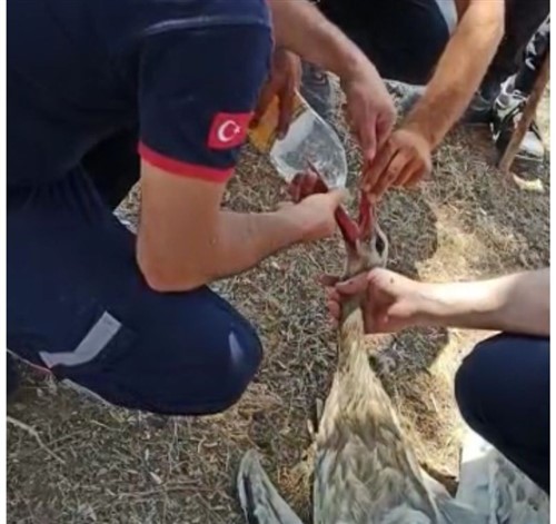 İtfaiye ekipleri leyleği kurtarıp su içirerek doğaya bıraktı