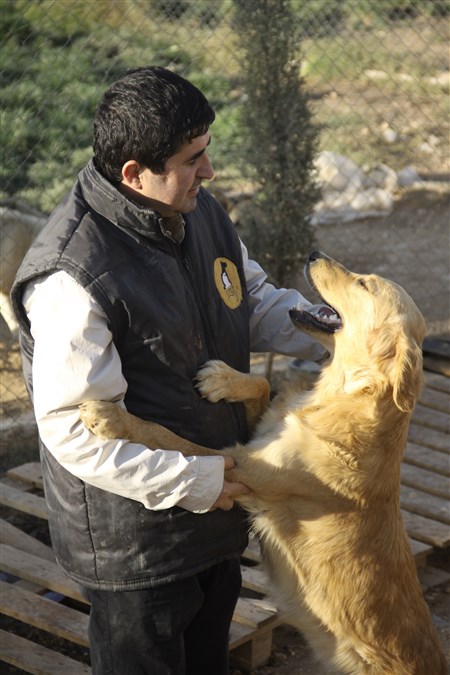 CAHİDE’den köpeklerin toplanmasına tepki