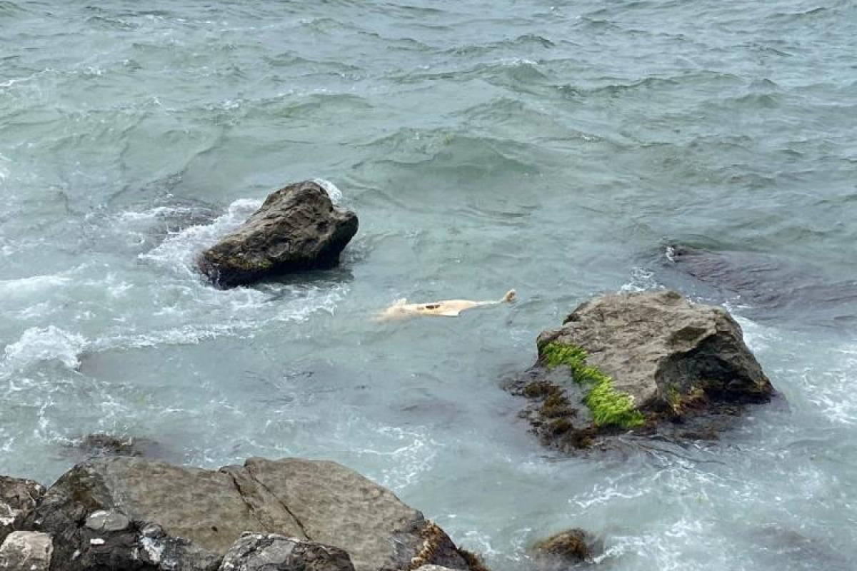 Zonguldak ’ta yunus ölüsü kıyıya vurdu