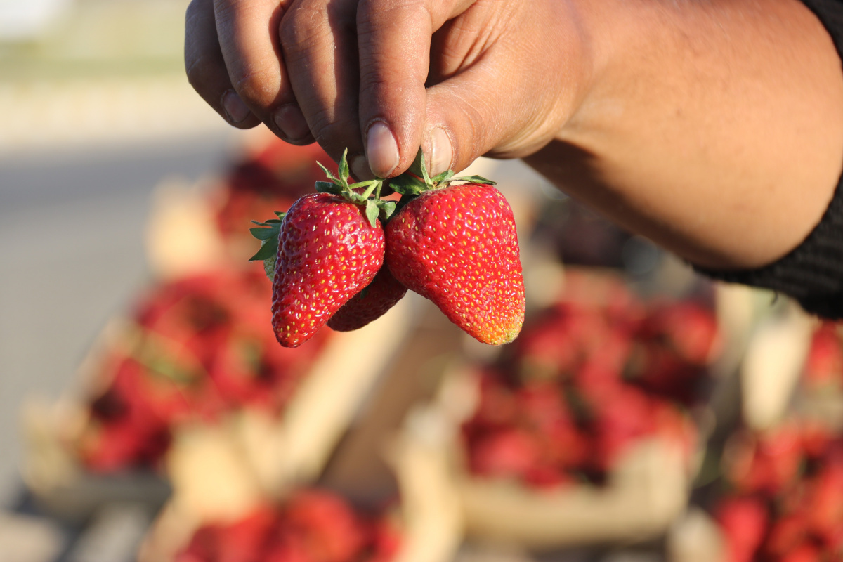 market-calisani-ucreti-yetersiz-bulunca-cilek-isine-girdi-yillik-kazanci-800-bin-tl
