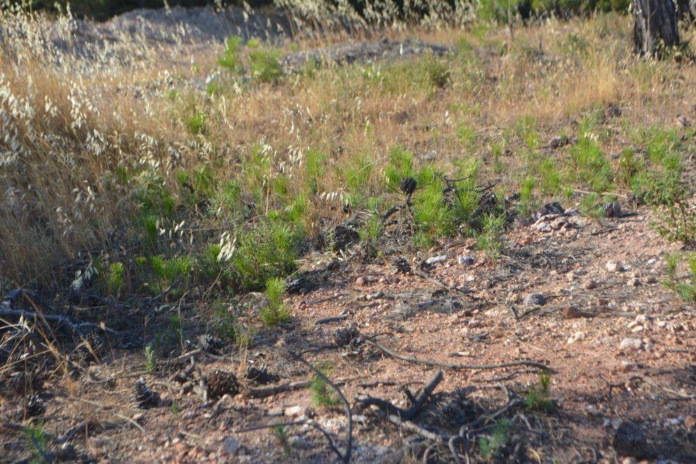 Ayvalık ’ta yanan alanlar ormana dönüşüyor