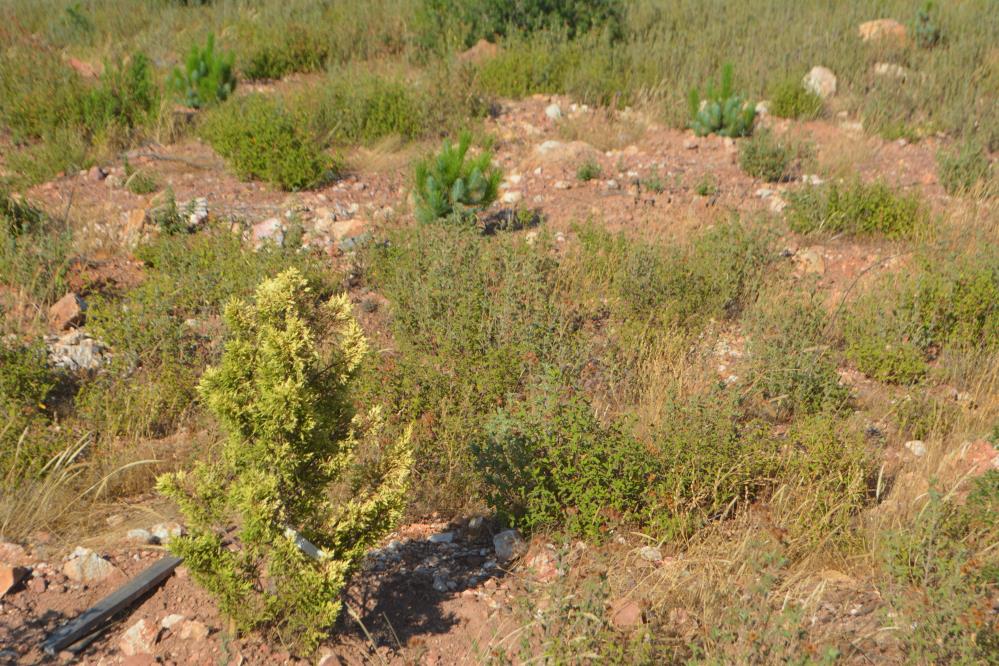 Ayvalık ’ta yanan alanlar ormana dönüşüyor