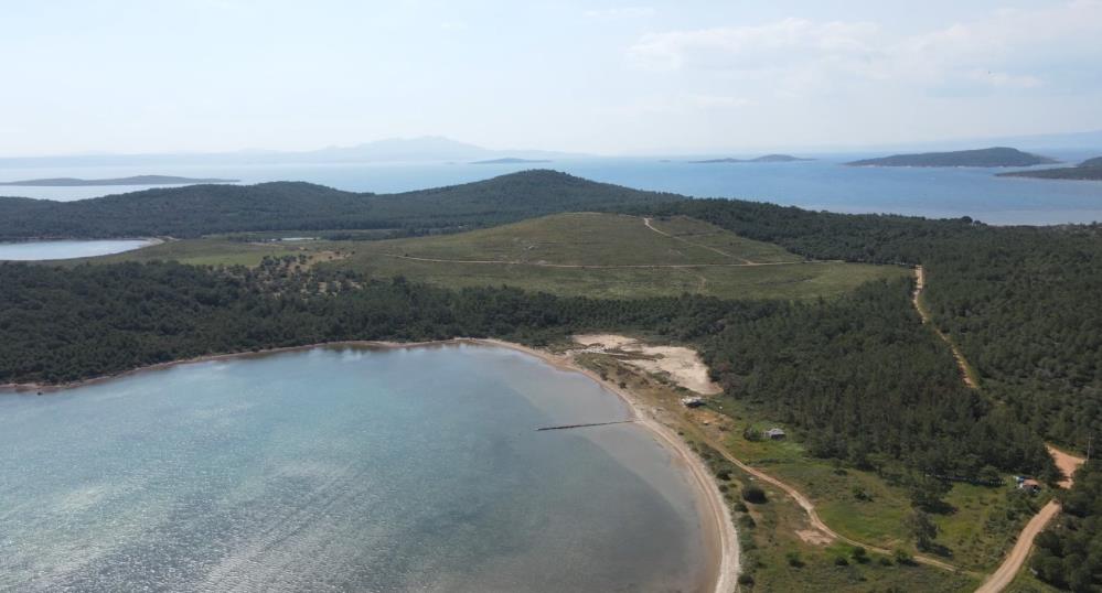 Ayvalık ’ta yanan alanlar ormana dönüşüyor