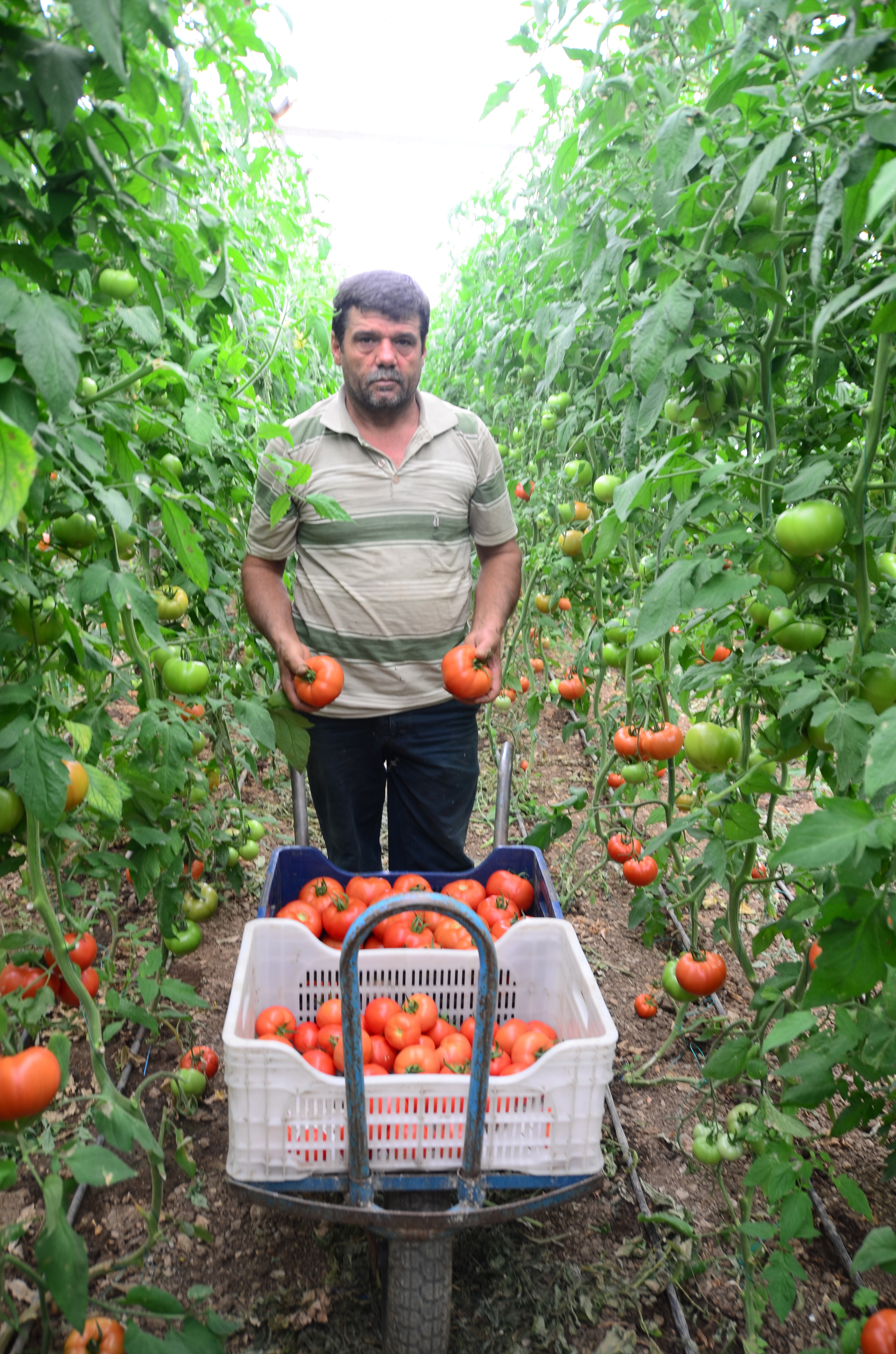 800 rakıma deneme amaçlı sera kurdu, tonlarca domates ve biber yetiştiriyor