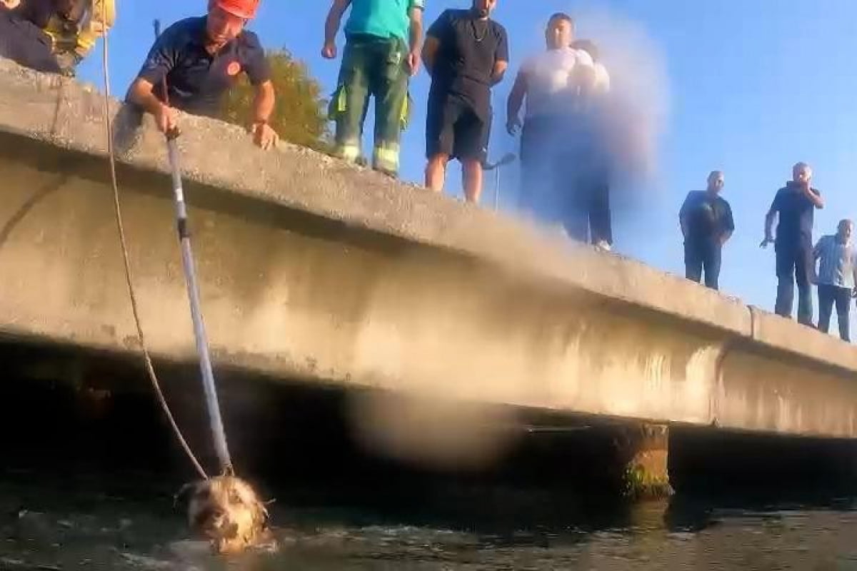 Denize düşen köpeğin yardımına Sahil Güvenlik ekipleri koştu
