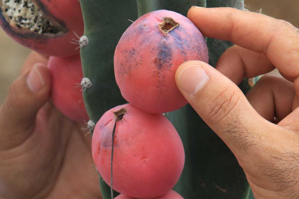 Ejder meyvesi ve Hint incirine alternatif 'Peru elması'