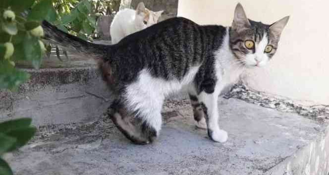 kedi-vahsetine-sorusturma