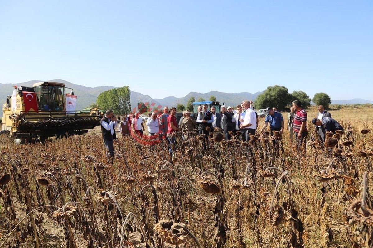 simav-da-yaglik-aycicegi-hasadi