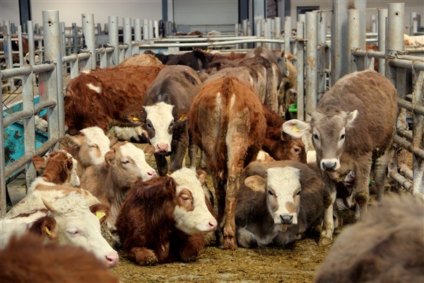 Avrupa'nın en büyük canlı hayvan pazarı şap virüsü nedeniyle kapatıldı