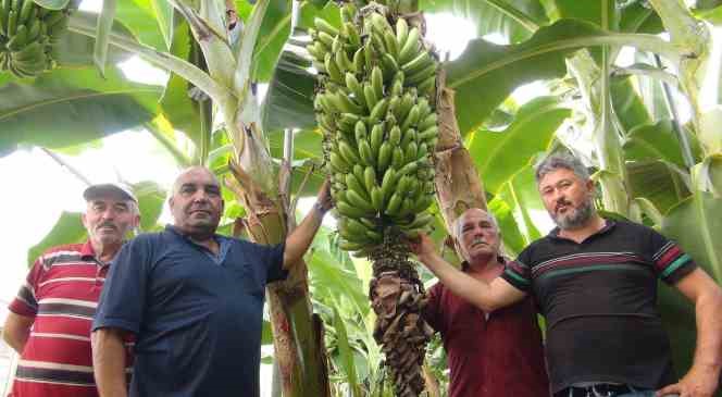 afrika-sicaklarinda-60-derecede-muz-hasadi-yapildi