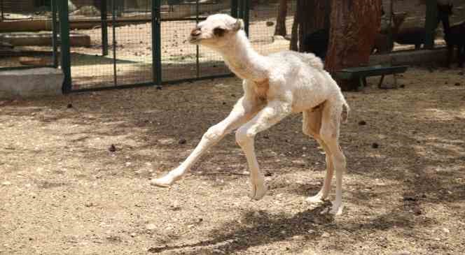 Annesi tarafından terk edilen yavru albino deveye bakıcıları sahip çıktı

