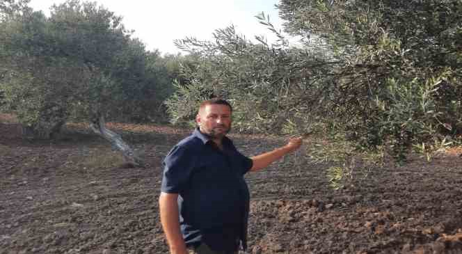 ayvalik-ziraat-odasi-baskani-baysal-iklim-degisiklikleri-ve-yagislardaki-duzensizlik-dunyada-zeytin-uretimine-buyuk-darbe-vurdu