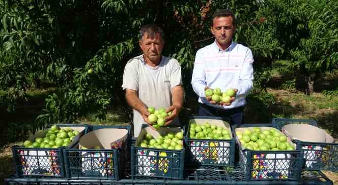 Bayramiç beyazı üreticinin yüzünü güldürdü
