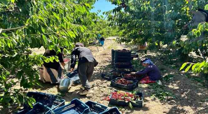 Birçok ülkeye ihraç edilen Mihalıççık kirazında verim yüz güldürdü
