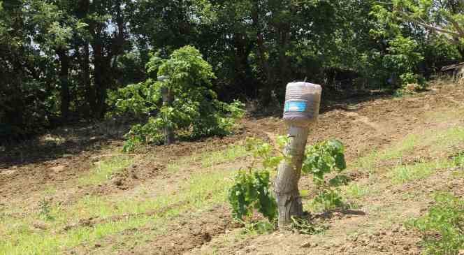 Ceviz ağaçlarında verim  ’kabuk altı ’ aşısı ile bire beş artıyor
