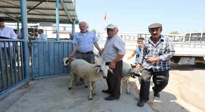 Denizli ’de damızlık koç ve teke dağıtımı sürüyor
