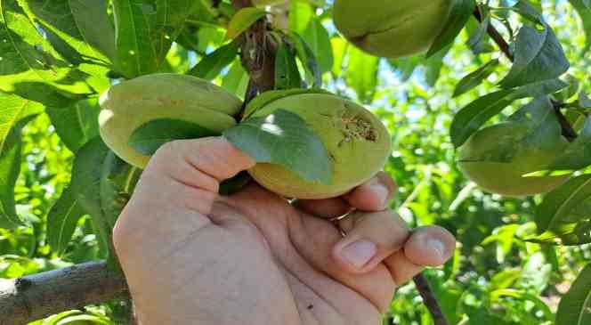 dolu-meyve-ve-sebzeleri-bu-hale-getirdi