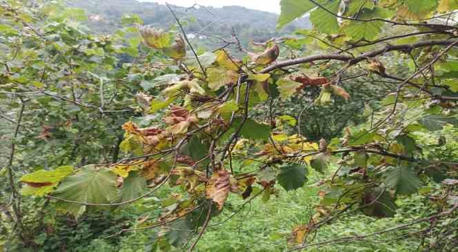 Giresun ’da üretici fındık hasadı öncesi bahçe altı temizlik çalışmalarına başladı
