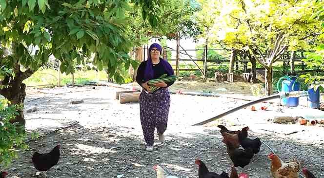 Görenleri şaşkına çeviren kabak
