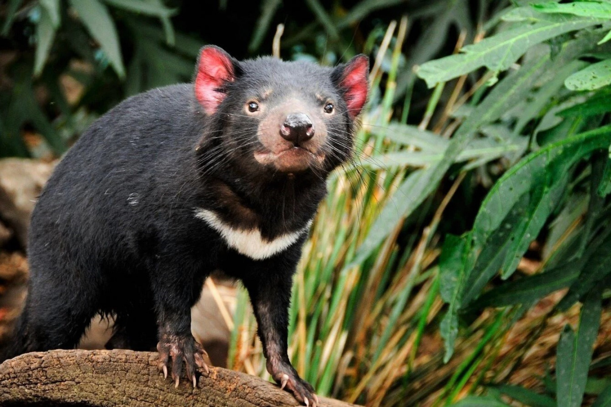 kanserli-tazmanya-canavarlarini-tespit-eden-yapay-zeka-calismasi-yanki-uyandirdi