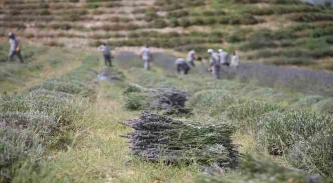 Merkezefendi ’de lavanta hasadı başladı
