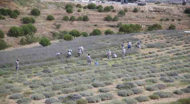 merkezefendi-de-lavanta-hasadi-basladi