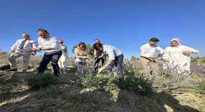Safran ’dan sonra lavanta üretimine rağbet arttı
