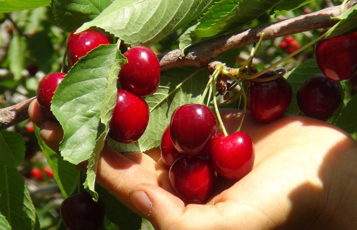 Türkiye ’nin en geç kiraz hasadı Ahlat ’ta yapılıyor