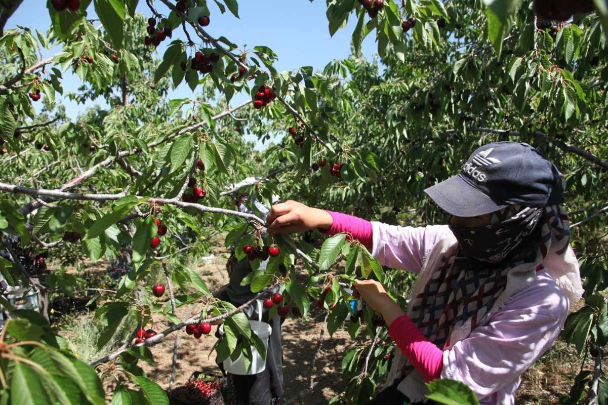 Türkiye ’nin en geç kiraz hasadı Ahlat ’ta yapılıyor