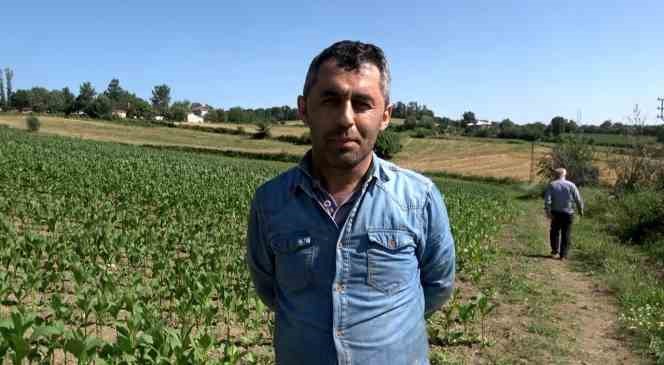 Tütün hasadı başladı
