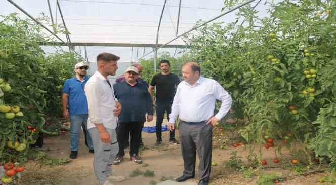 Erzincan seralarında üretilen domates 16 liradan alıcı buluyor
