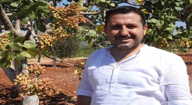 Kilis ’te yeşil altının hasadı başladı
