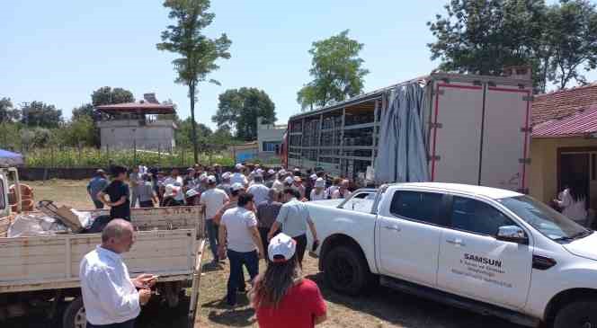 Samsun ’da çilek üreticisine 750 bin fide desteği Samsun ’da çilek üreticisine 750 bin fide desteği