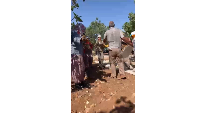 Yeşil altın Antepfıstığı ’nda ilk hasat davul zurna eşliğine başladı
