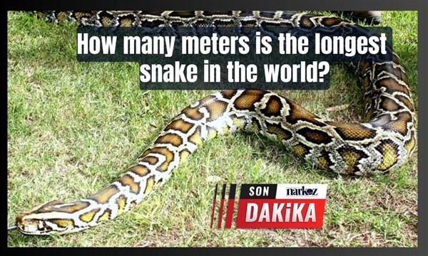 Dünyanın en uzun yılanı kaç metre?