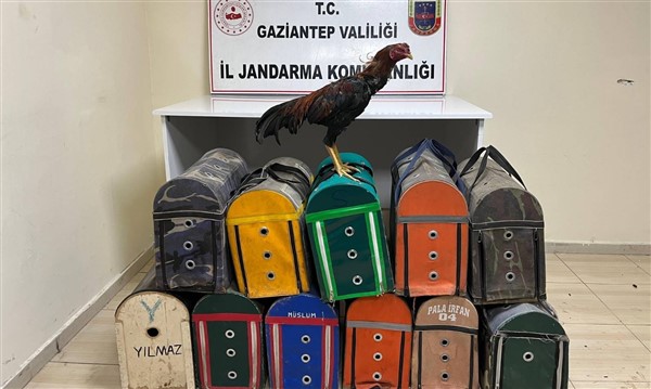 Gaziantep'te horoz dövüşüne Jandarma baskını