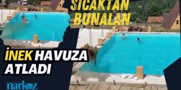 Sıcaklardan bunalan inek havuza atladı
