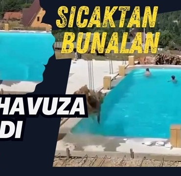 Sıcaklardan bunalan inek havuza atladı