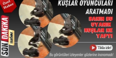 Uyanık kuşları izleyenler gözlerine inanamadı