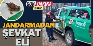 Yaralı Doğan Kuşu'a Jandarmadan Şevkat Eli