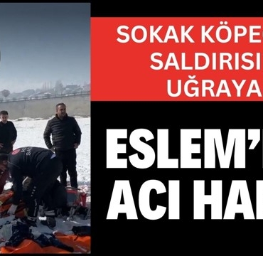Başıboş köpeklerin saldırısına uğrayan Eslem hayatını kaybetti