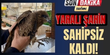 Gaziantep’te Yaralı Şahin Sahipsiz Kaldı